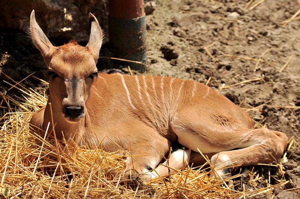 Nova Beba Antilope u Beogradskom Zoo Vrtu