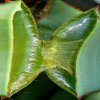 Ova biljka je od davnina poznata kao eliksir dugovečnosti, poseduje veliku hranljivu vrednost i izuzetno jaka lekovita svojstva. Upravo zbog toga je i dobila naziv 'kraljica lekovitih biljaka'. 