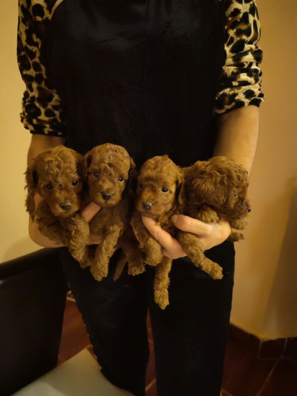 Crvene toy pudle - Psi Oglasi Beograd