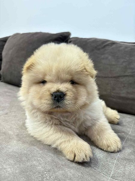 Čistokrvni CHOW-CHOW štenci - Psi Oglasi Beograd Čistokrvni CHOW-CHOW štenci - Psi Oglasi Beograd