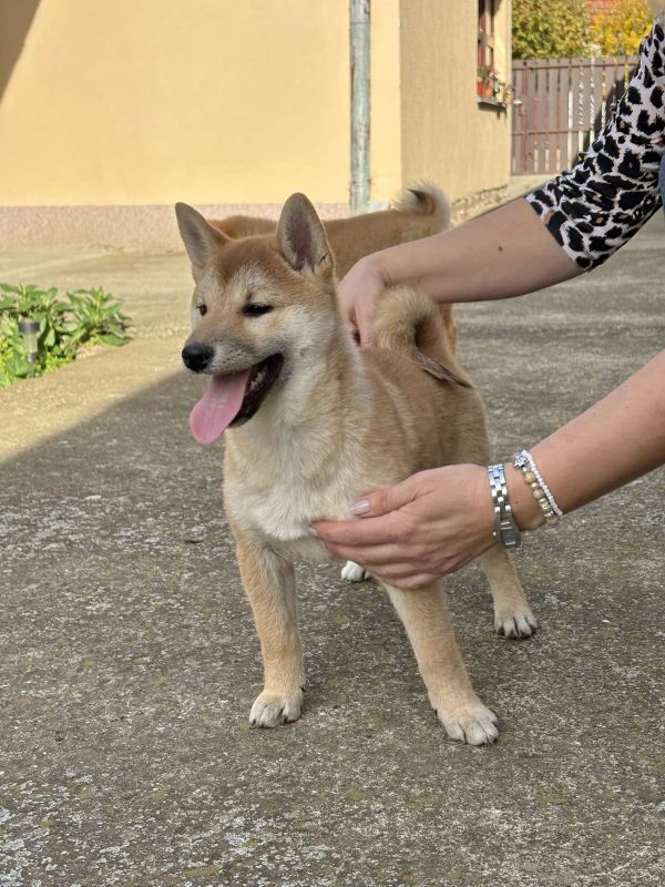 Shiba inu štenci - Psi Oglasi Beograd