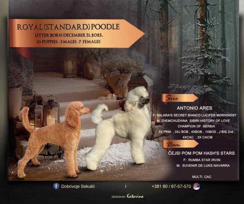 U ponudi štenci Kraljevske pudle vrhunskog porekla - Psi Oglasi Beograd