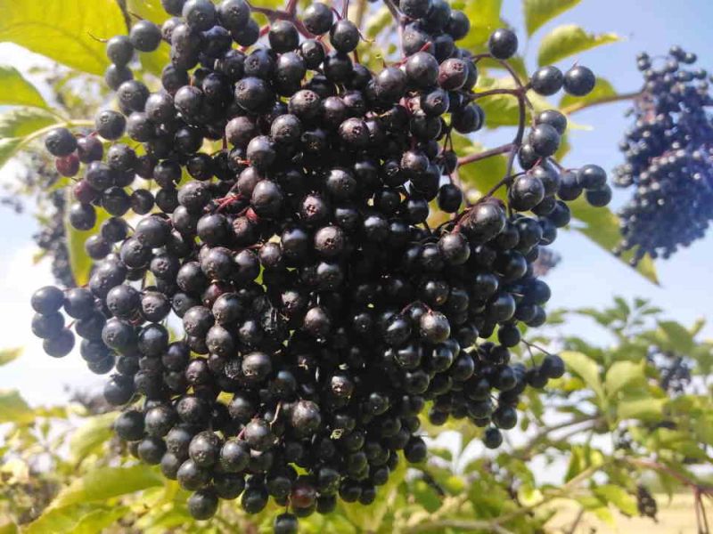 Prodajem grozdove od ZOVE na veliko 70 din/kg - Poljoprivredni Proizvodi Oglasi Beograd