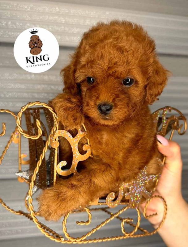 Odgajivačnica KING predstavlja novo leglo toy pudli - Psi Oglasi Beograd Odgajivačnica KING predstavlja novo leglo toy pudli - Psi Oglasi Beograd