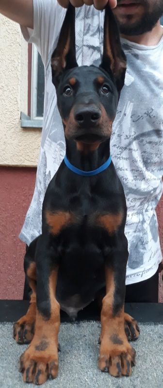 Štenci dobermana - Psi Oglasi Beograd Štenci dobermana - Psi Oglasi Beograd