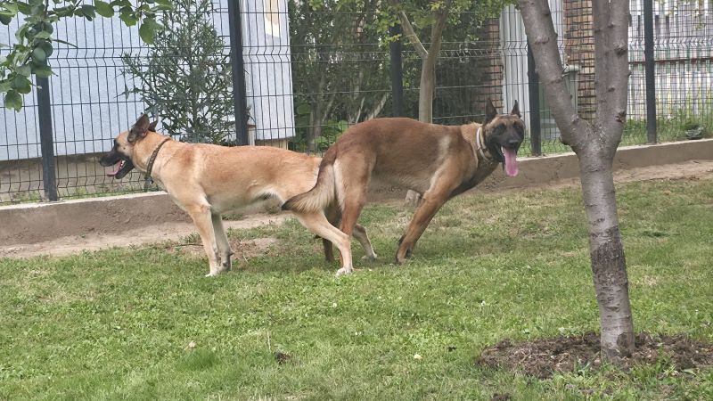 Malinoa štenci - Psi Oglasi Beograd