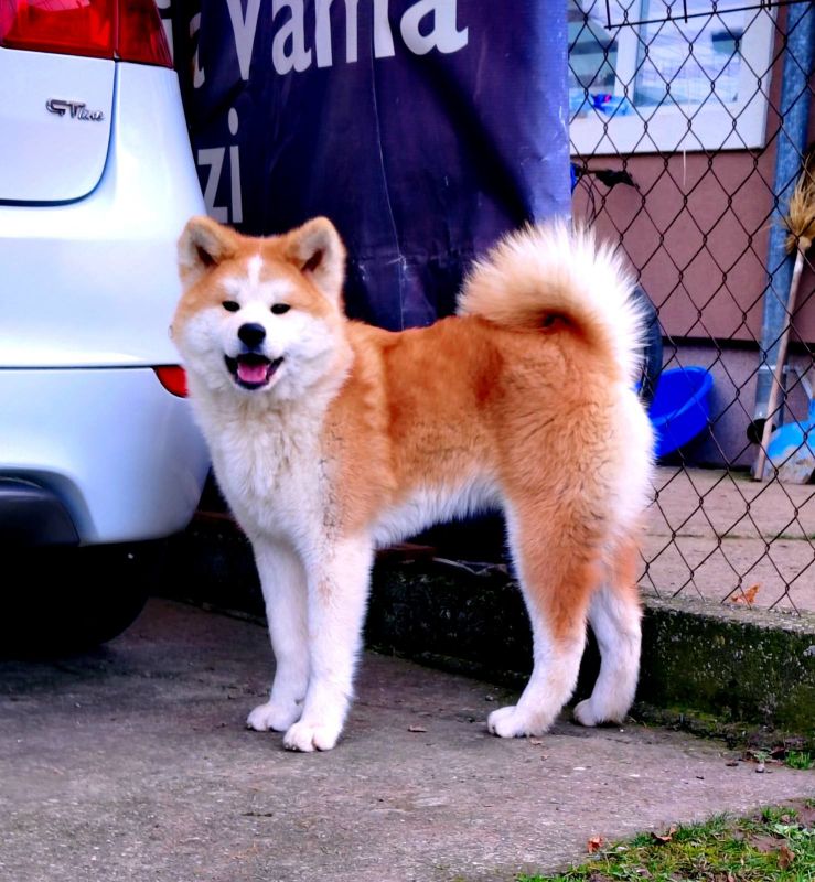 Akita Inu - mlada zenkica - Psi Oglasi Beograd Akita Inu - mlada zenkica - Psi Oglasi Beograd