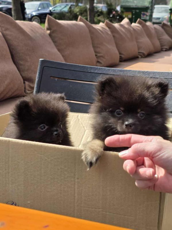 Na prodaju preslatki pomeranci - Psi Oglasi Beograd