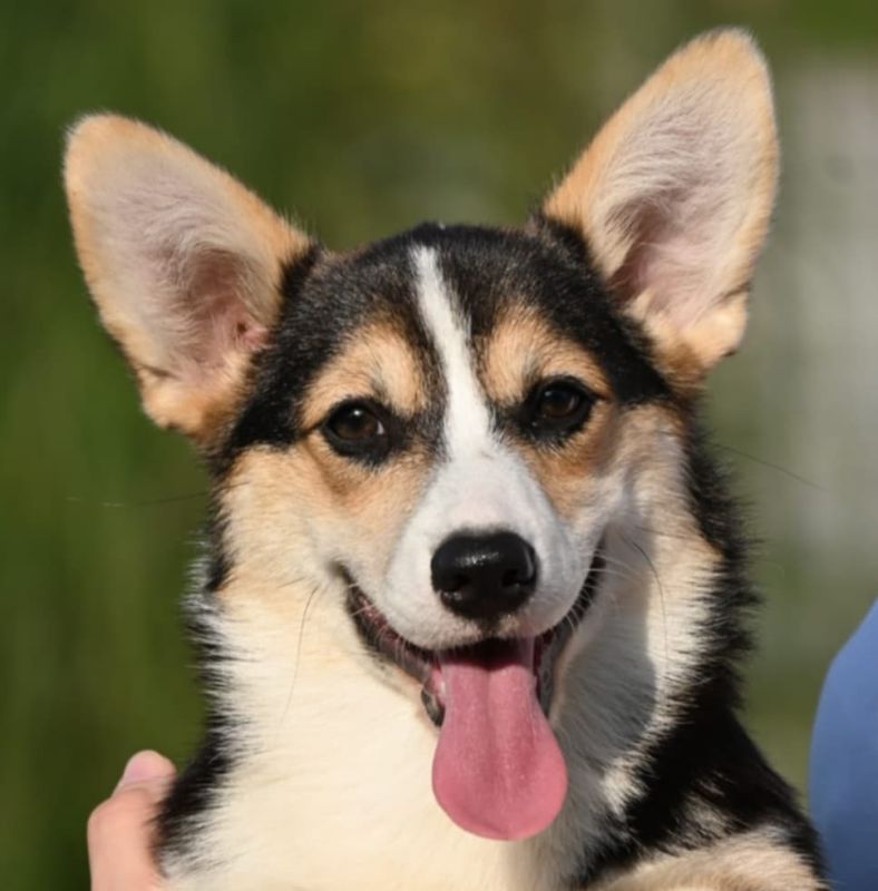 Velski korgi Welsh Corgi Pembroke - Psi Oglasi Beograd