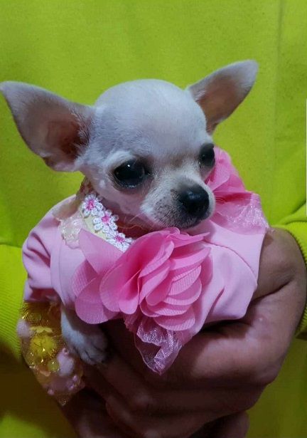Mini princess Chihuahue - Psi Oglasi Beograd Mini princess Chihuahue - Psi Oglasi Beograd