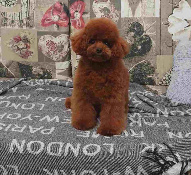 Malene, prelepe, teddy bear toy pudle - Psi Oglasi Beograd Malene, prelepe, teddy bear toy pudle - Psi Oglasi Beograd