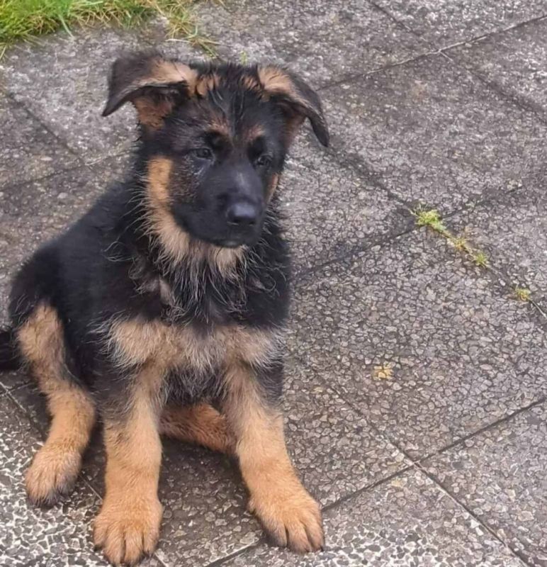 Nemački ovčar štenci - Psi Oglasi Beograd