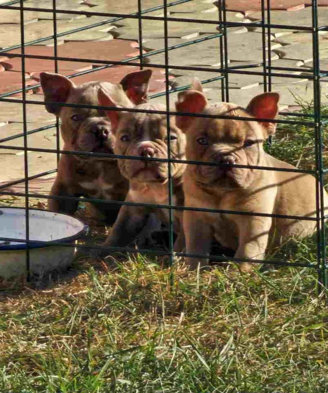 American Bully pocket i egzotic u lilac i coko boji, - Psi Oglasi Beograd