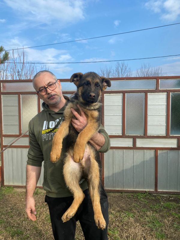 Nemački ovčar kratkodlaki, štenci u ponudi - Psi Oglasi Beograd