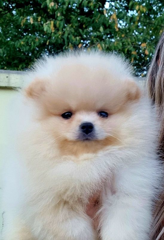 Pomeranac BOO - Psi Oglasi Beograd Pomeranac BOO - Psi Oglasi Beograd