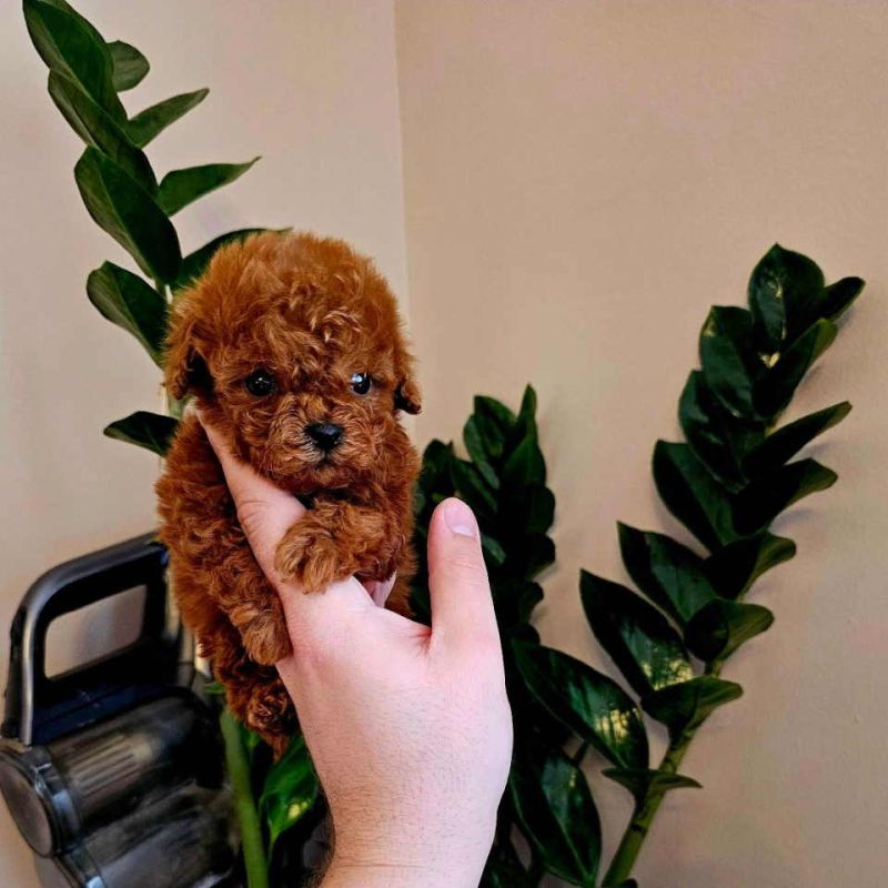 Neodoljive pudle toy i teacup - Psi Oglasi Beograd