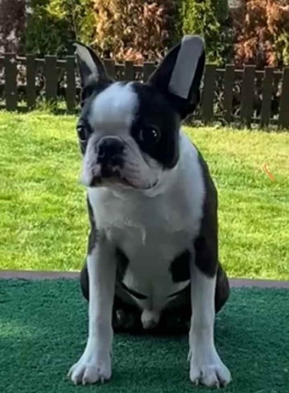 Dostupno muško štene Boston terijera - Psi Oglasi Beograd