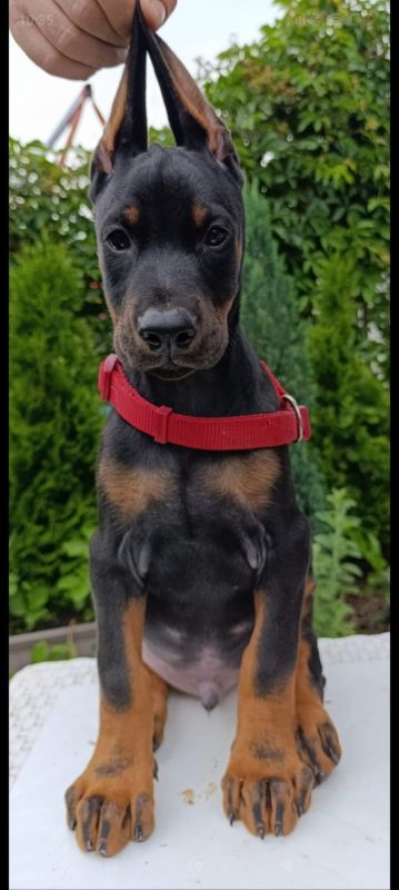 Štenci dobermana - Psi Oglasi Beograd Štenci dobermana - Psi Oglasi Beograd