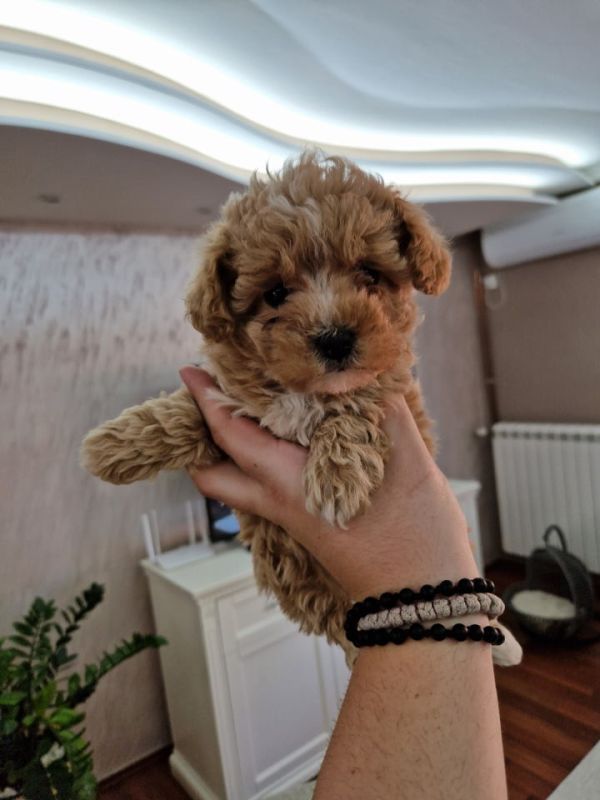 Neodoljivi stenci maltipoo - Psi Oglasi Beograd