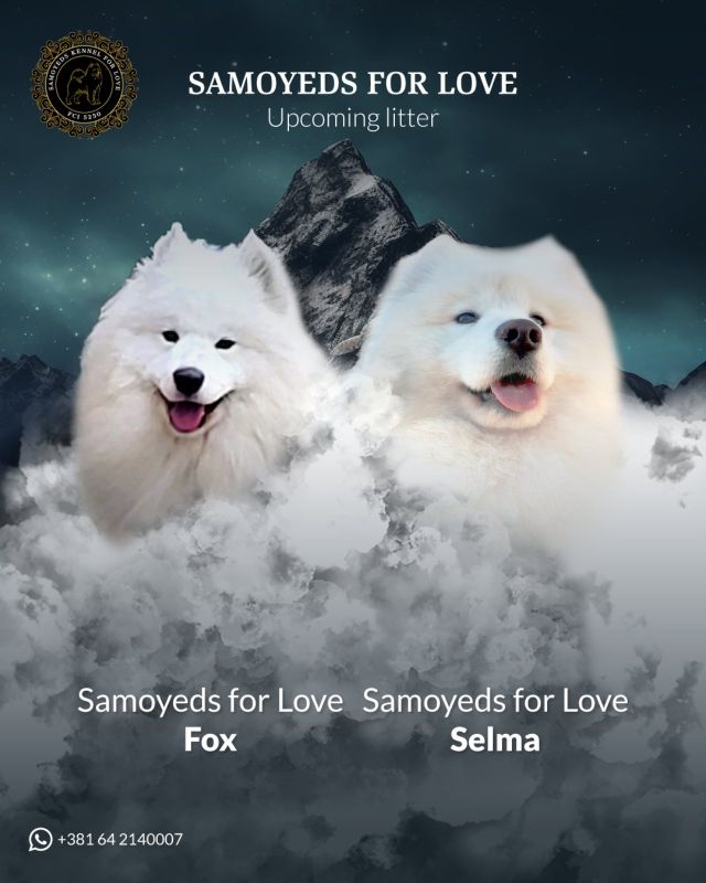 Samojed štenci i odrasli psi - Psi Oglasi Beograd Samojed štenci i odrasli psi - Psi Oglasi Beograd
