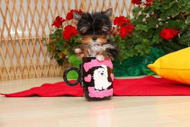 Yorkshire terijeri (Yorkie) – štenad - Psi Oglasi Beograd