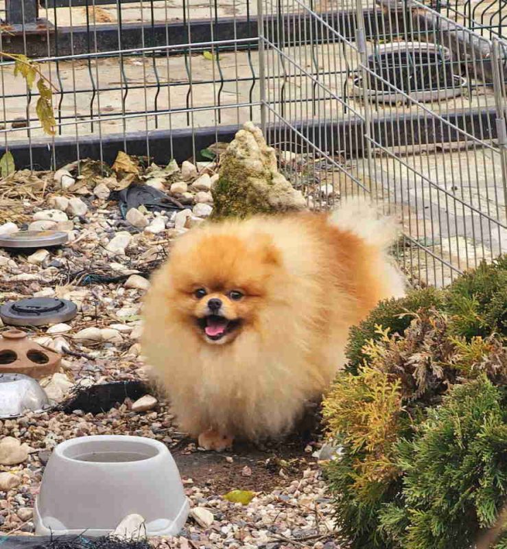 Bebe POMERANCA vrhunske genetike - Psi Oglasi Beograd Bebe POMERANCA vrhunske genetike - Psi Oglasi Beograd