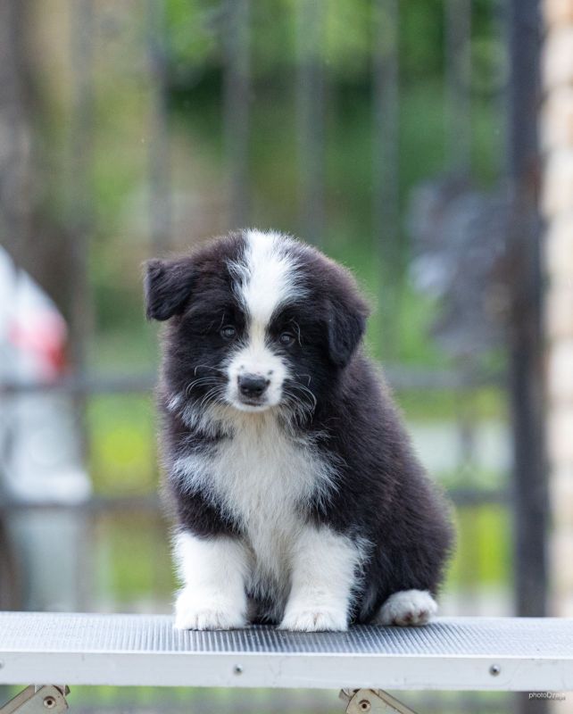 Border Collie Border Koli štenci - Psi Oglasi Beograd