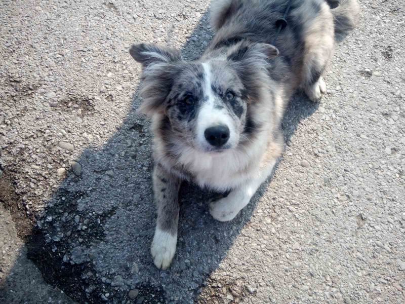Na prodaju stenci Border collie vakcinisani i revakcinisani - Psi Oglasi Beograd Na prodaju stenci Border collie vakcinisani i revakcinisani - Psi Oglasi Beograd