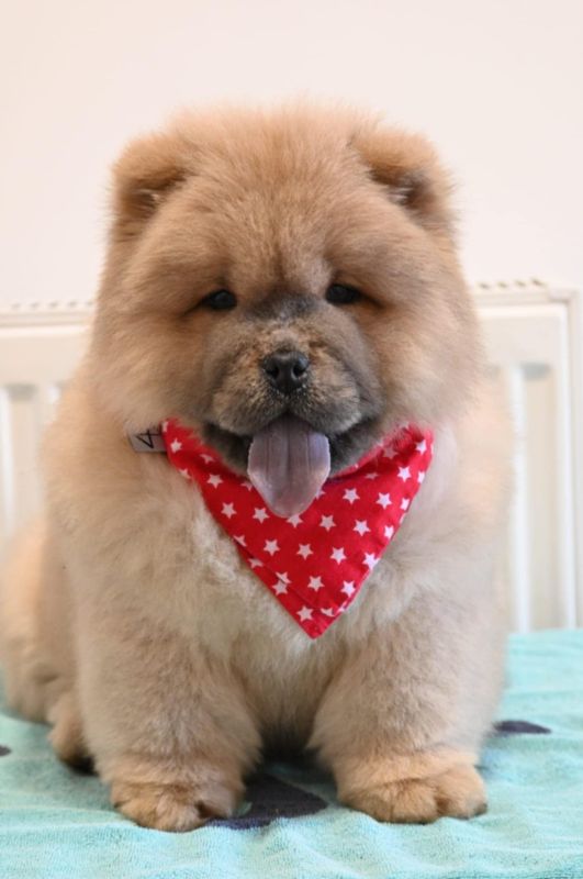 Chow Chow Cau Cau Čau Čau - Psi Oglasi Beograd Chow Chow Cau Cau Čau Čau - Psi Oglasi Beograd