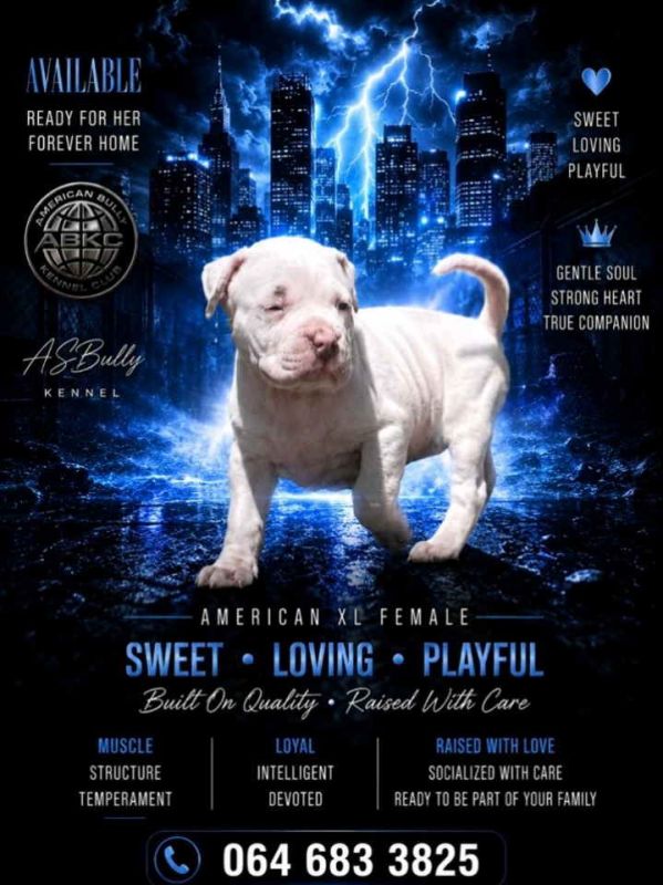American bully štenci – vrhunski kvalitet - Psi Oglasi Beograd