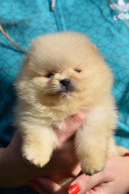 Pomeranac BOO - Psi Oglasi Beograd Pomeranac BOO - Psi Oglasi Beograd