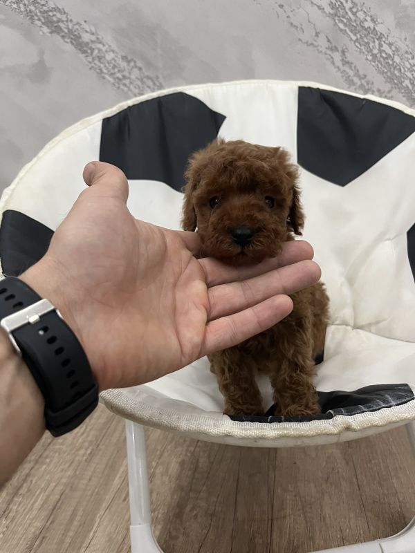 Toy pudle vrhunski kvalitet - Psi Oglasi Beograd