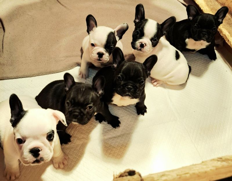 Francuski Buldog štenci - Psi Oglasi Beograd