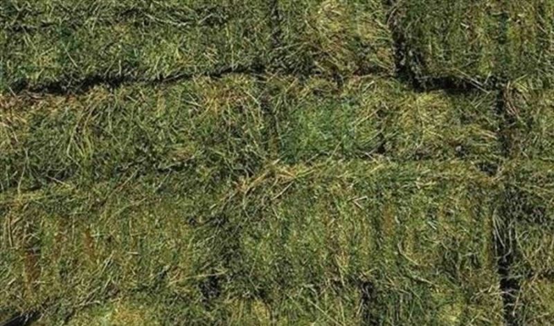 Balirana Detelina Lucerka (1. otkos) - Poljoprivredni Proizvodi Oglasi Beograd Balirana Detelina Lucerka (1. otkos) - Poljoprivredni Proizvodi Oglasi Beograd