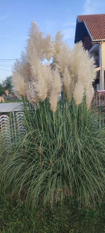 Pampas na prodaju - Dekorativni Predmeti Oglasi Beograd