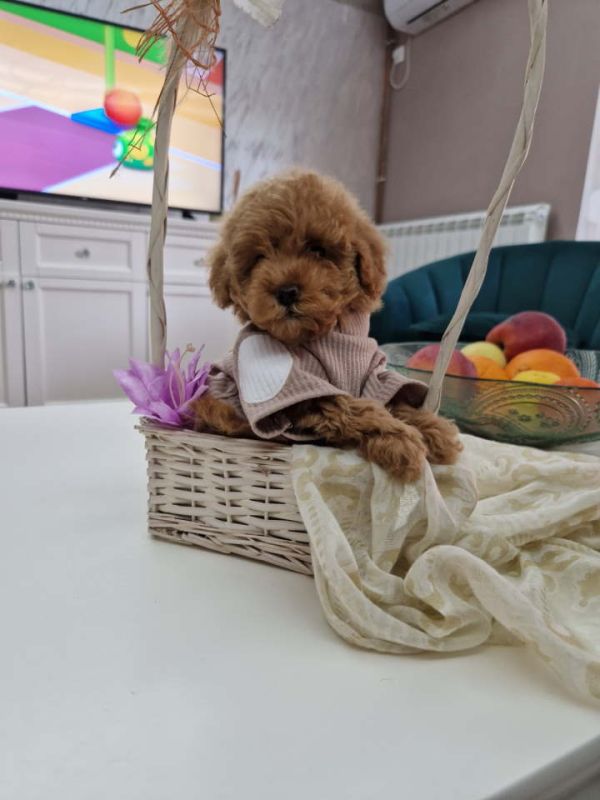 Toy pudle maleni mečići spremni za preuzimanje - Psi Oglasi Beograd