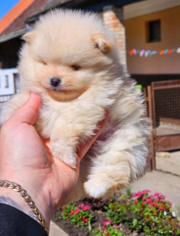 Najlepsi Pomeranci Boo samo u Pom_Hash_Starsu - Psi Oglasi Beograd