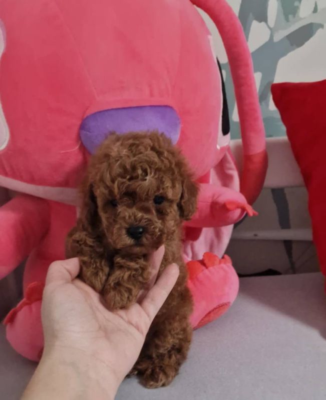 Prodajem preslatke toy pudlice - Psi Oglasi Beograd