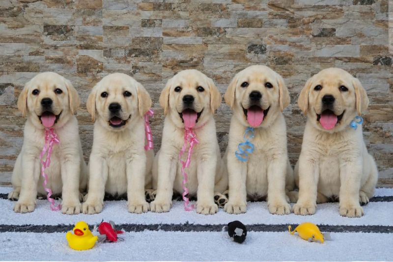 Labrador retriver štenci, prelepi - Psi Oglasi Beograd