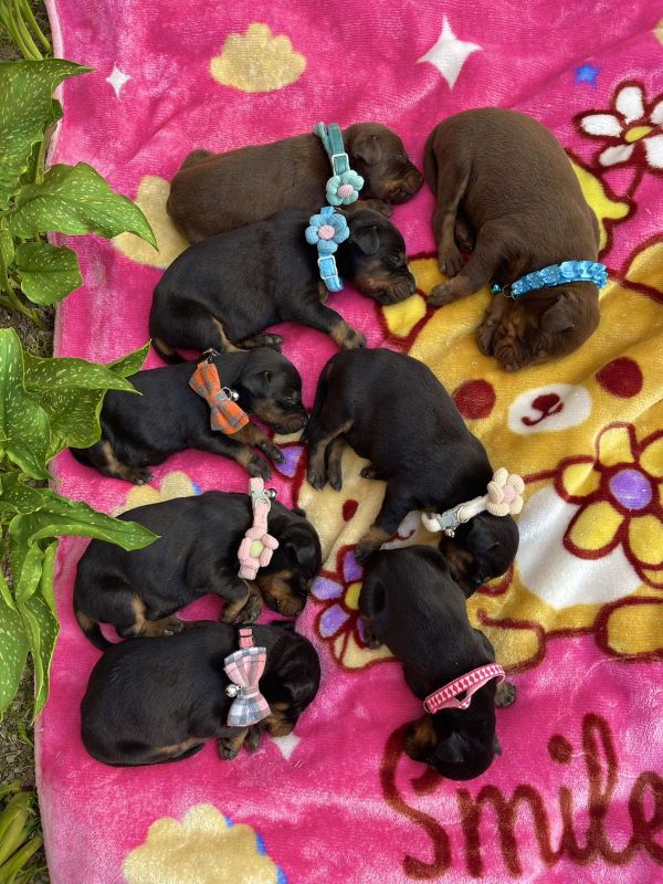 Doberman štenci - Psi Oglasi Beograd Doberman štenci - Psi Oglasi Beograd
