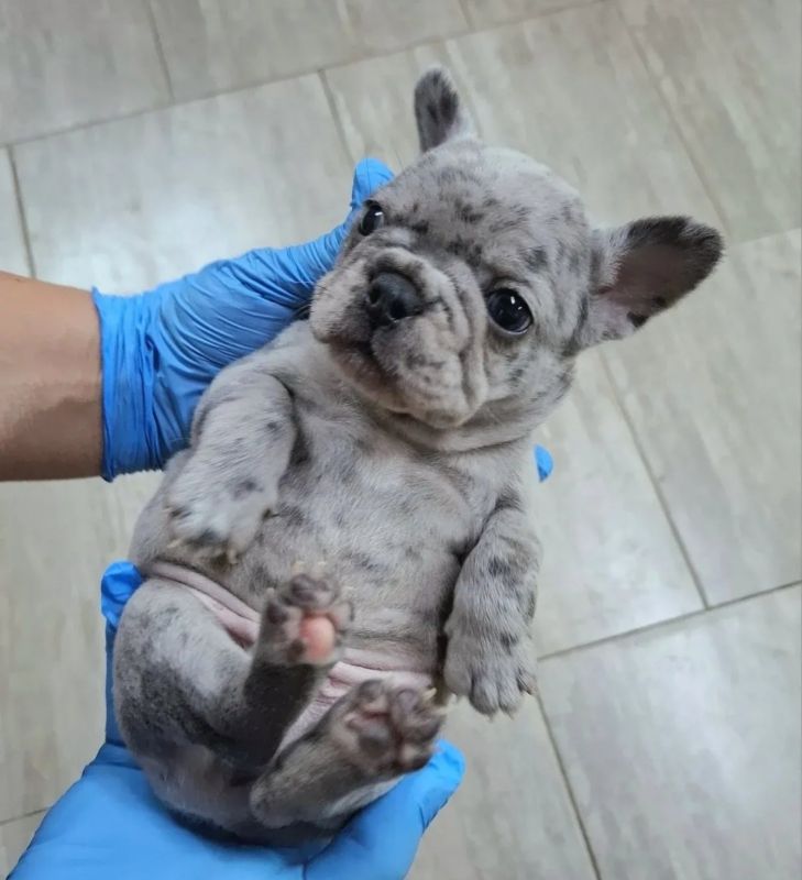 Francuski buldog - Psi Oglasi Beograd