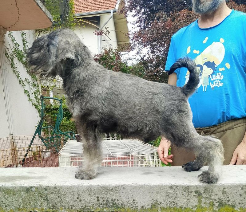 Štenci patuljastih šnaucera - Psi Oglasi Beograd