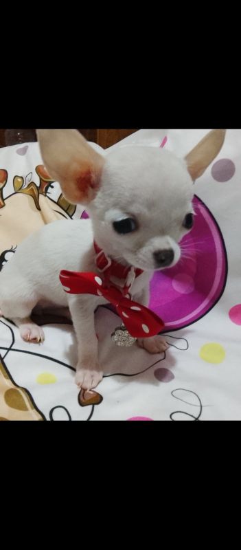 MINI ČIVAVE - Psi Oglasi Beograd