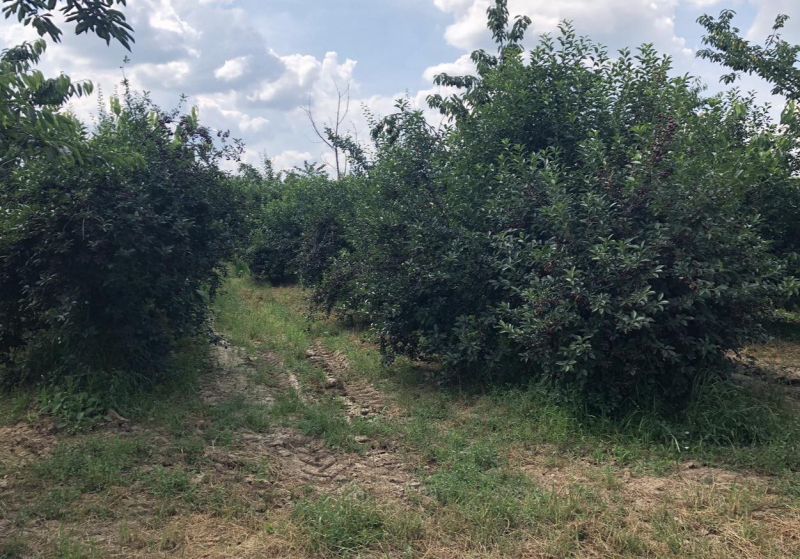 Na prodaju vrhunski voćnjak trešnje 3 ha – Kolari kod Smedereva - Izdavanje Rentiranje Plac Zemljište Njiva Oglasi Beograd