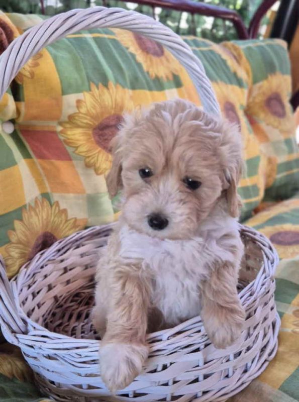 Dostupni za preuzimanje MALTIPOO - Psi Oglasi Beograd Dostupni za preuzimanje MALTIPOO - Psi Oglasi Beograd