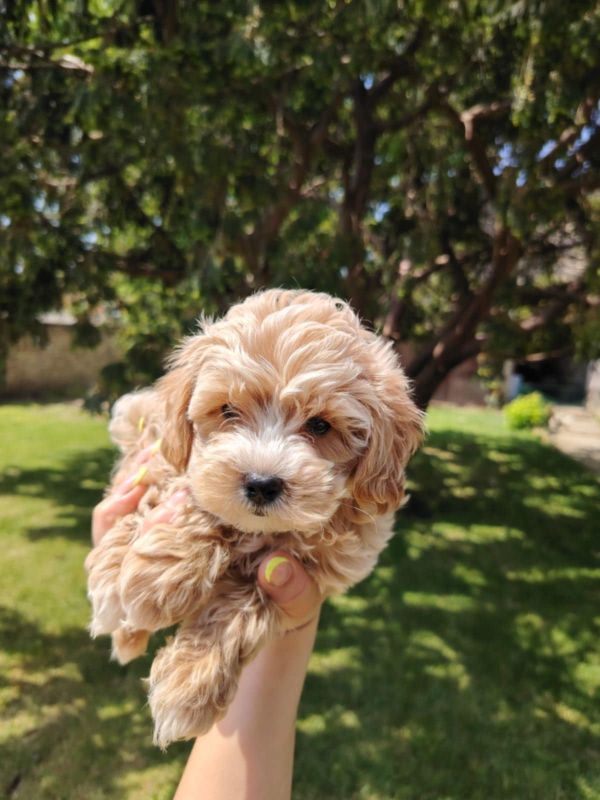 Maltipoo prelepi štenci - Psi Oglasi Beograd Maltipoo prelepi štenci - Psi Oglasi Beograd