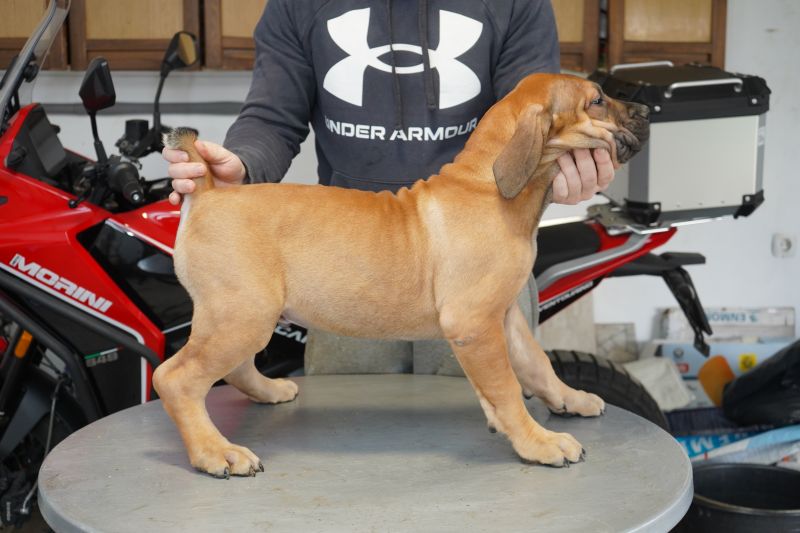Južnoafrički mastif - Boerboel štenci - Psi Oglasi Beograd