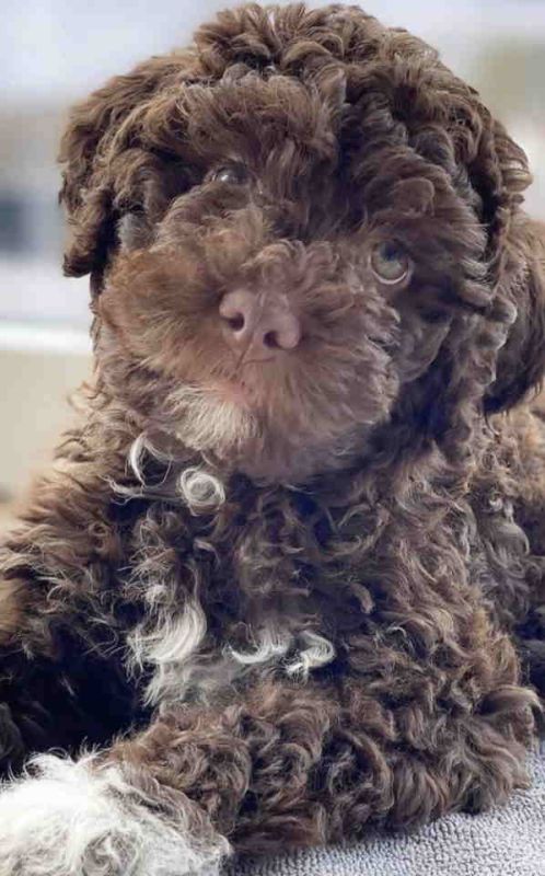 Lagotto Romagnolo – rezervacija stenaca - Psi Oglasi Beograd