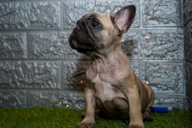 Francuski buldog - Psi Oglasi Beograd