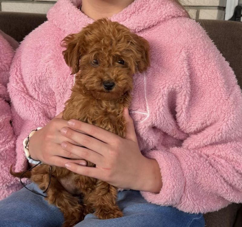 Toy Pudla prelepi štenci - Psi Oglasi Beograd